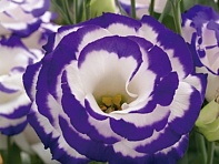 Лизиантус (Эустома) крупноцветковый (Arena F1)