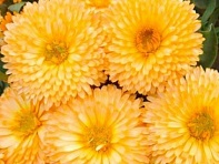 Календула лекарственная (Pygmy)