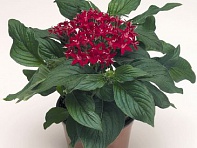 Пентас ланцетовидный (Kaleidoscope F1)