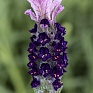 Лаванда стэхадская (Lavandula stoechas)