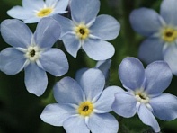 Незабудка лесная (Mon Amie)