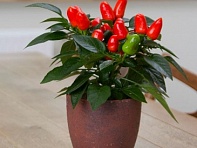 Перец летний (Samba XL)