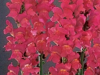 Львиный зев (Антирринум) большой (Monaco F1)