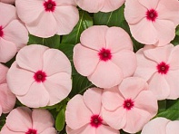 Катарантус розовый (Heatwave)