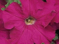 Петуния крупноцветковая (Dreams F1)