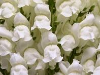 Львиный зев (Антирринум) большой (Potomac F1)