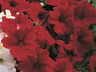 Петуния многоцветковая (Primetime F1)