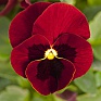 Виола рогатая (Viola cornuta)