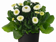 Маргаритка многолетняя