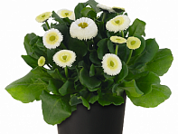 Маргаритка многолетняя (BellaDaisy)