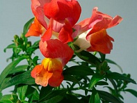 Львиный зев (Антирринум) большой (Snappy F1)