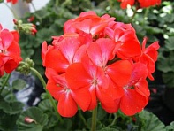 Герань (пеларгония садовая) генетически компактная (Nano F1)