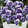 Виола рогатая (Viola cornuta)