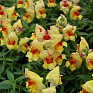 Львиный зев (Антирринум) большой (Antirrhinum majus)
