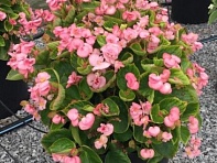 Бегония вечноцветущая махровая (зеленая листва) (Fiona F1)