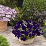 Петуния ампельная гибридная (Petunia x hybrida)