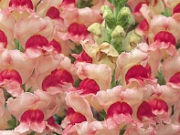 Львиный зев (Антирринум) большой (Opus F1)