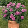 Пентас ланцетовидный (Pentas lanceolata)
