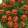 Бархатцы отклоненные (Tagetes patula)