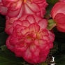 Бегония клубневая махровая ампельная (Begonia tuberhybrida)
