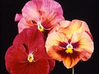 Виола Виттрока