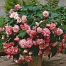 Бегония клубневая махровая ампельная (Begonia tuberhybrida)