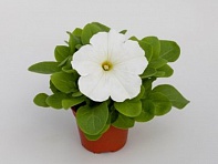 Петуния крупноцветковая (генетически компактная) (Espresso Grande F1)