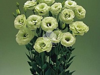 Лизиантус (Эустома) крупноцветковый (Arena F1)