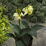 Канна садовая (Canna generalis)