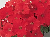 Петуния многоцветковая (Carpet F1)