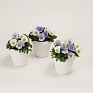 Виола рогатая (Viola cornuta)