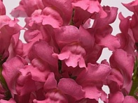 Львиный зев (Антирринум) большой (Potomac F1)