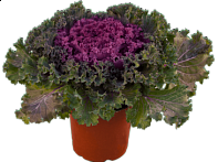 Декоративная капуста