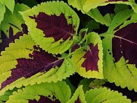 Колеус гибридный (Kong)