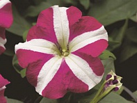 Петуния многоцветковая (Hurrah F1)