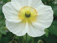 Мак голостебельный (Champagne Bubbles F1)