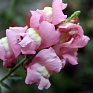 Львиный зев (Антирринум) большой (Antirrhinum majus)
