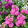 Левкой седой (Matthiola incana)
