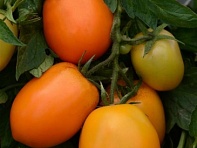 Томат (Sunrise Sauce) Томат (Sunrise Sauce)