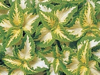 Колеус гибридный (Wizard)