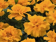 Бархатцы отклоненные (Safari)