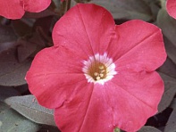 Петуния многоцветковая (Lambada F1)