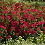 Гвоздика турецкая (Dianthus barbatus)