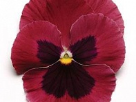 Виола виттрока (Matrix F1)