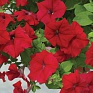 Петуния ампельная гибридная (Petunia х hybrida)