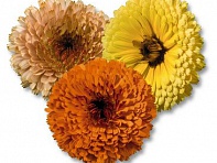 Календула лекарственная (Touch of Red)