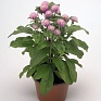 Гомфрена шаровидная (Gomphrena globosa)