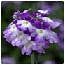 Вербена гибридная (Verbena hybrida)