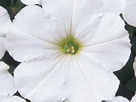 Петуния многоцветковая (Mirage F1)