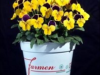 Виола рогатая (Lolita F1)